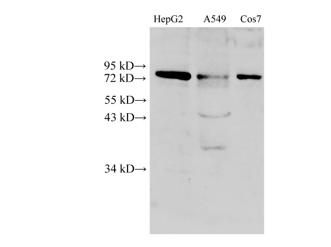 Western Blot analysis of HepG2, A549 and Cos7 cells using DRP1 Polyclonal Antibody at dilution of 1:500