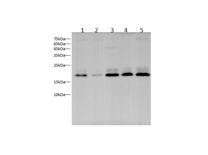 Western blot with NRAS Polyclonal antibody at dilution of 1:1000.lane 1:Jurkat whole cell lysate,lane 2:293T whole cell lysate,lane3：NIH/3T3 whole cell lysate,lane4：PC-12 whole cell lysate,lane5：Rat ovary