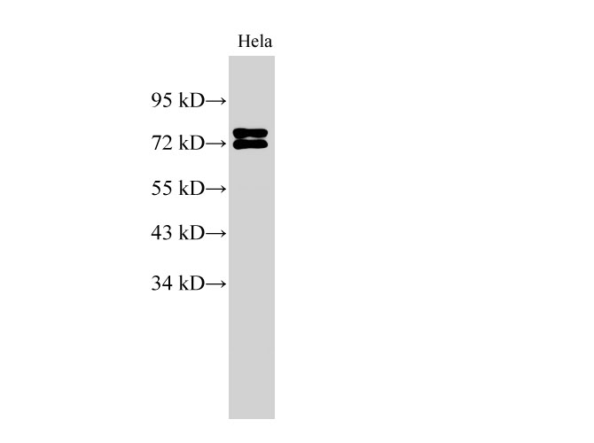 Western Blot analysis of HeLa cell using LMNA Polyclonal Antibody at dilution of 1:500