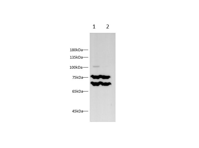 Western blot with LMNA Polyclonal antibody at dilution of 1:500.lane 1:Mouse colon,lane 2:Mouse skin