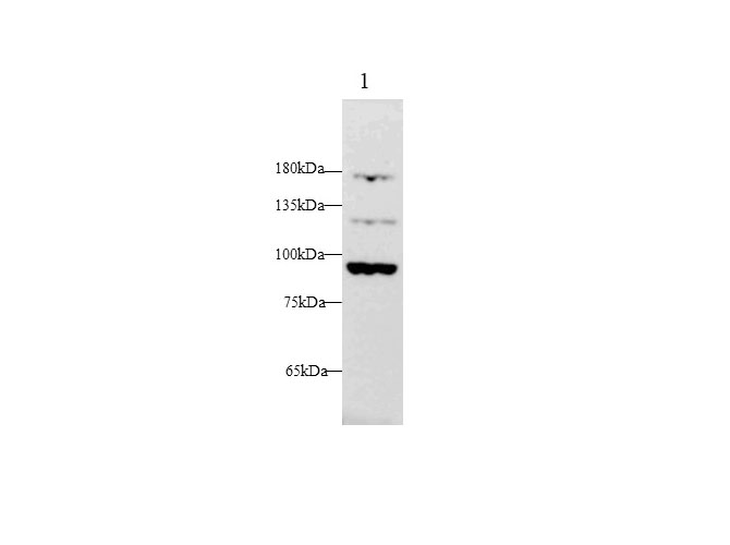 Western blot with fga Polyclonal antibody at dilution of 1:1000.lane 1:Hep G2 whole cell lysate