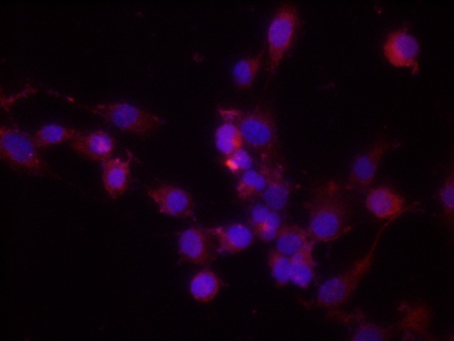 Immunofluorescence analysis of NIH/3T3 cells using Mapk14 Polyclonal Antibody at dilution of 1:200