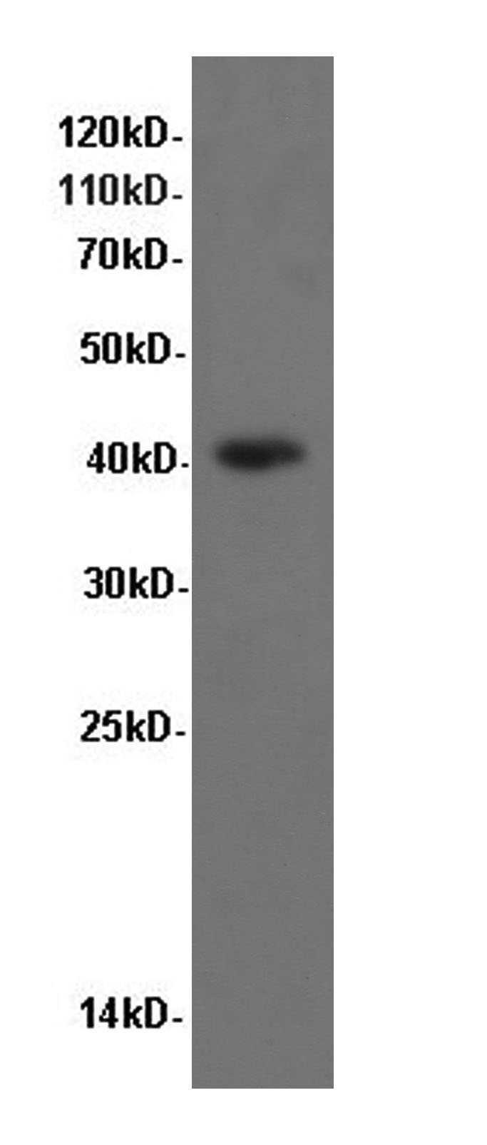 Western Blot analysis of NIH/3T3 cells using P38 Polyclonal Antibody at dilution of 1:600