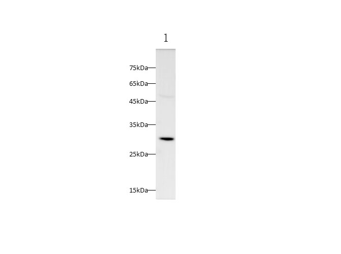 Western blot with Timp1 Polyclonal antibody at dilution of 1:500.lane 1:Fetal mouse