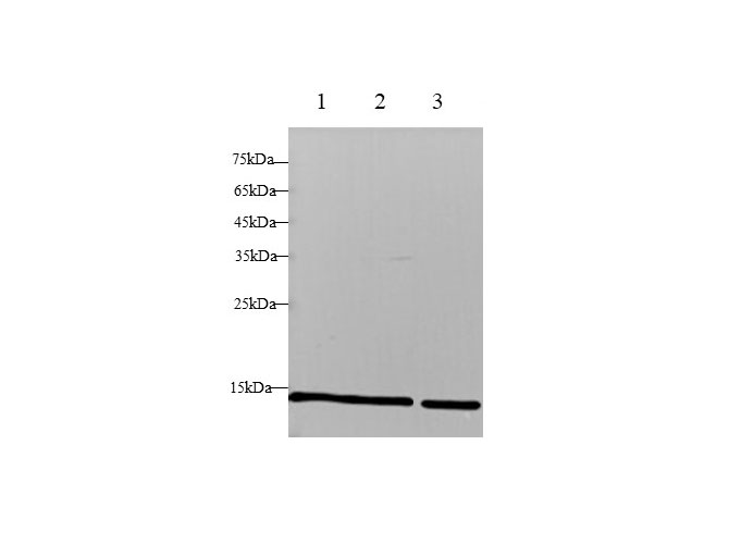 Western blot with B2M Polyclonal antibody at dilution of 1:1000.lane 1:Hela whole cell lysate,lane 2：A431 whole cell lysate,lane3：Raji whole cell lysate