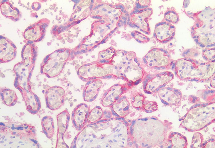 Immunohistochemistry of paraffin-embedded Human Placenta using E-Cadherin Polyclonal Antibody at dilution of 1:100.