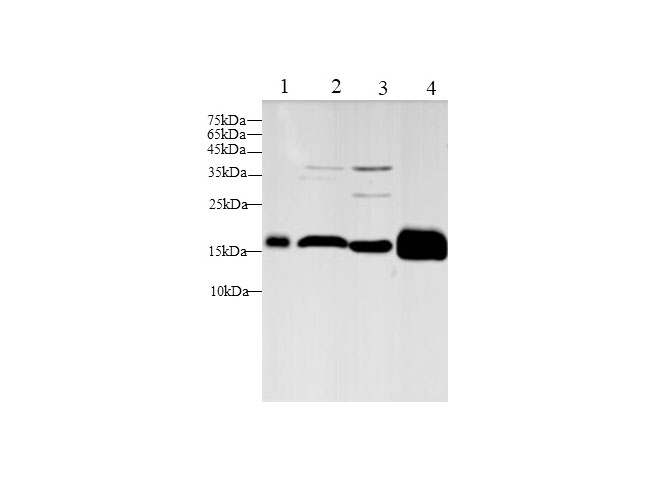 Western blot with Fth1 Polyclonal antibody at dilution of 1:500.lane 1:RAW264.7 whole cell lysate,lane 2:Mouse brain,lane 3:Mouse liver,lane 4:C6 whole cell lysate