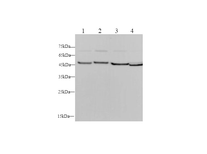 Western blot with ENO2 Polyclonal antibody at dilution of 1:500.lane 1:SH-SY5Y whole cell lysate,lane 2:Hela whole cell lysate,lane 3:Mouse brain,lane 4:Rat brain
