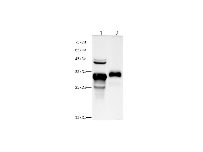 Western blot with Klk1b3 Polyclonal antibody at dilution of 1:1000.lane 1:Mouse pancreas,lane 2:Rat pancreas