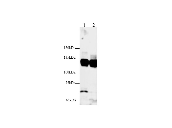 Western blot with Ifnar1 Polyclonal antibody at dilution of 1:1000.lane 1:Mouse brain,lane 2:Rat brain
