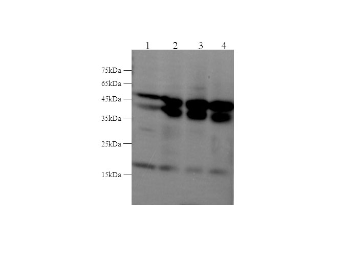 Western blot with MAPK9 Polyclonal antibody at dilution of 1:5000.lane 1:Hela whole cell lysate,lane 2:NIH/3T3 whole cell lysate,lane 3:PC-12 whole cell lysate,lane 4:MCF-7 whole cell lysate