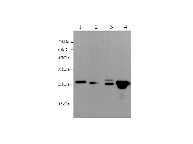 Western blot with Gstp1 Polyclonal antibody at dilution of 1:500.lane 1:K562 whole cell lysate,lane 2：Mouse lung,lane 3：Rat brain,lane 4：Rat kidney