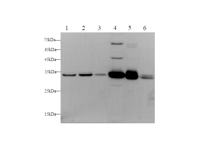 Western blot with Anxa5 Polyclonal antibody at dilution of 1:500.lane 1:Hela whole cell lysate,lane 2：A431 whole cell lysate,lane 3：293 T whole cell lysate,lane 4：NIH/3T3 whole cell lysate,lane 5：C6 whole cell lysate,lane 6：Rat stomach
