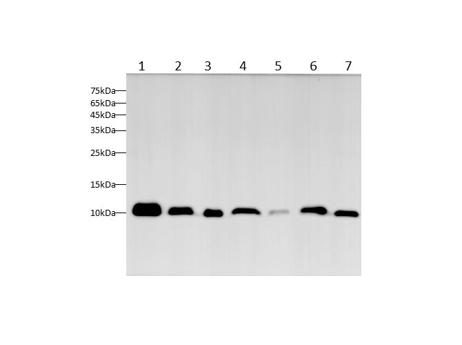 Western blot with MIF Polyclonal antibody at dilution of 1:500.lane 1:Jurkat whole cell lysate,lane 2：NIH/3T3 whole cell lysate,lane 3：RAW264.7 whole cell lysate,lane 4：Mouse brain,lane 5：Mouse kidney,lane 6：C6 whole cell lysate,lane 7：Rat brain