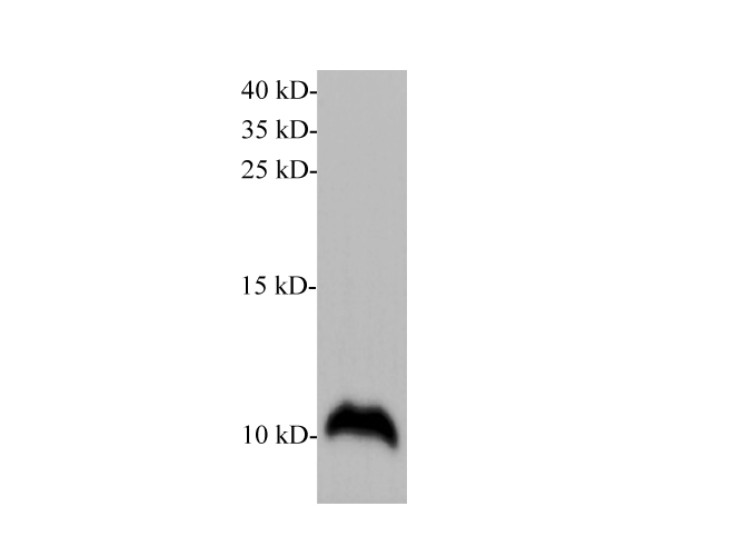 Western blot of RAW 264.7 cell lysate with anti-S100A6 polyclonal antibody at 1:1000 dilution.
