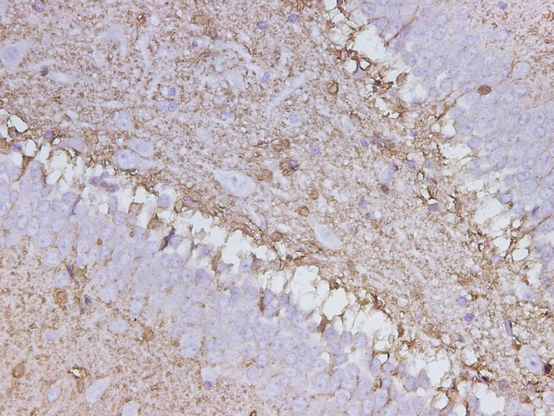 Immunohistochemistry of paraffin-embedded Rat brain using S100B Polyclonal Antibody at dilution of 1:150