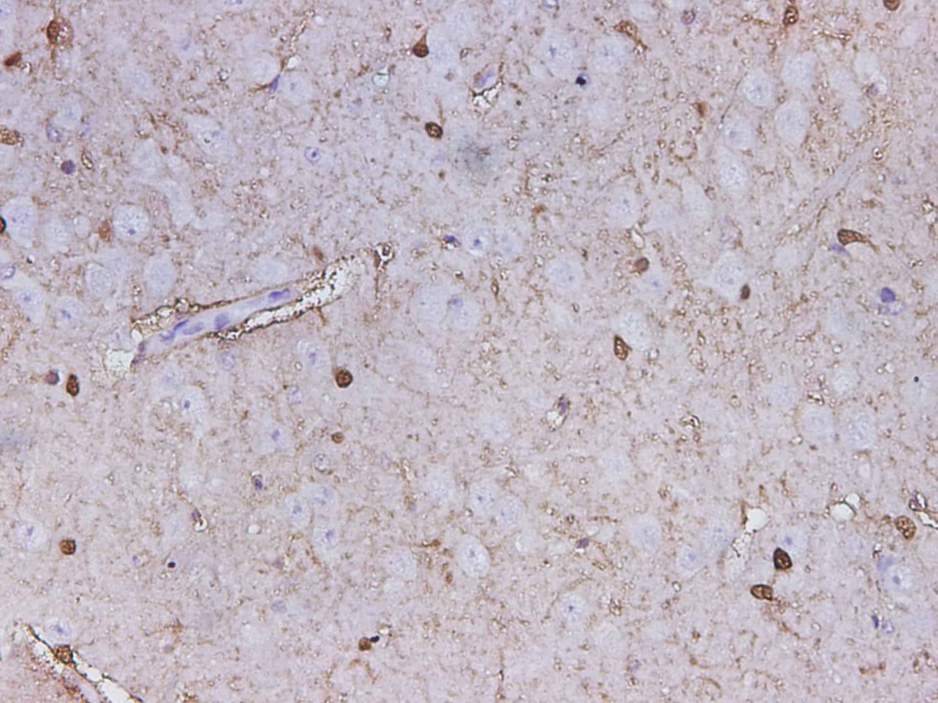 Immunohistochemistry of paraffin-embedded Mouse brain using S100B Polyclonal Antibody at dilution of 1:150