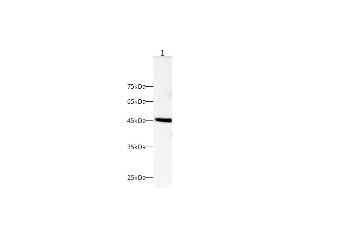 Western blot with ERK 1/2 Polyclonal Antibody at dilution of 1:1000.lane 1:NIH/3T3 whole cell lysate