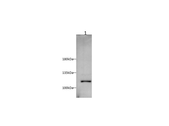 Western blot with PIK3CA Polyclonal antibody at dilution of 1:1000.lane 1:JurKat whole cell lysate