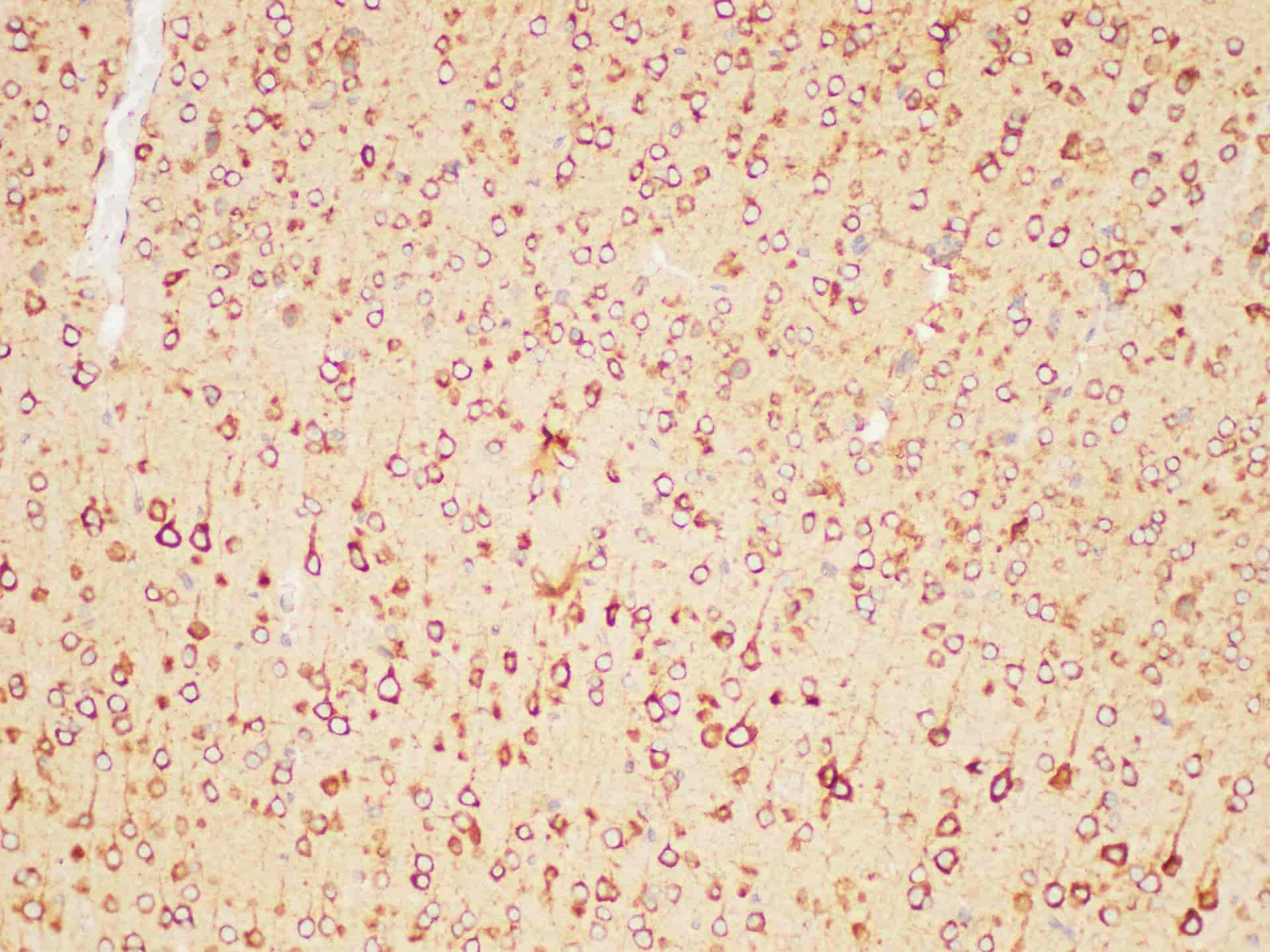 Immunohistochemistry of paraffin-embedded Mouse brain using PSMA Polycloanl Antibody at dilution of 1:200