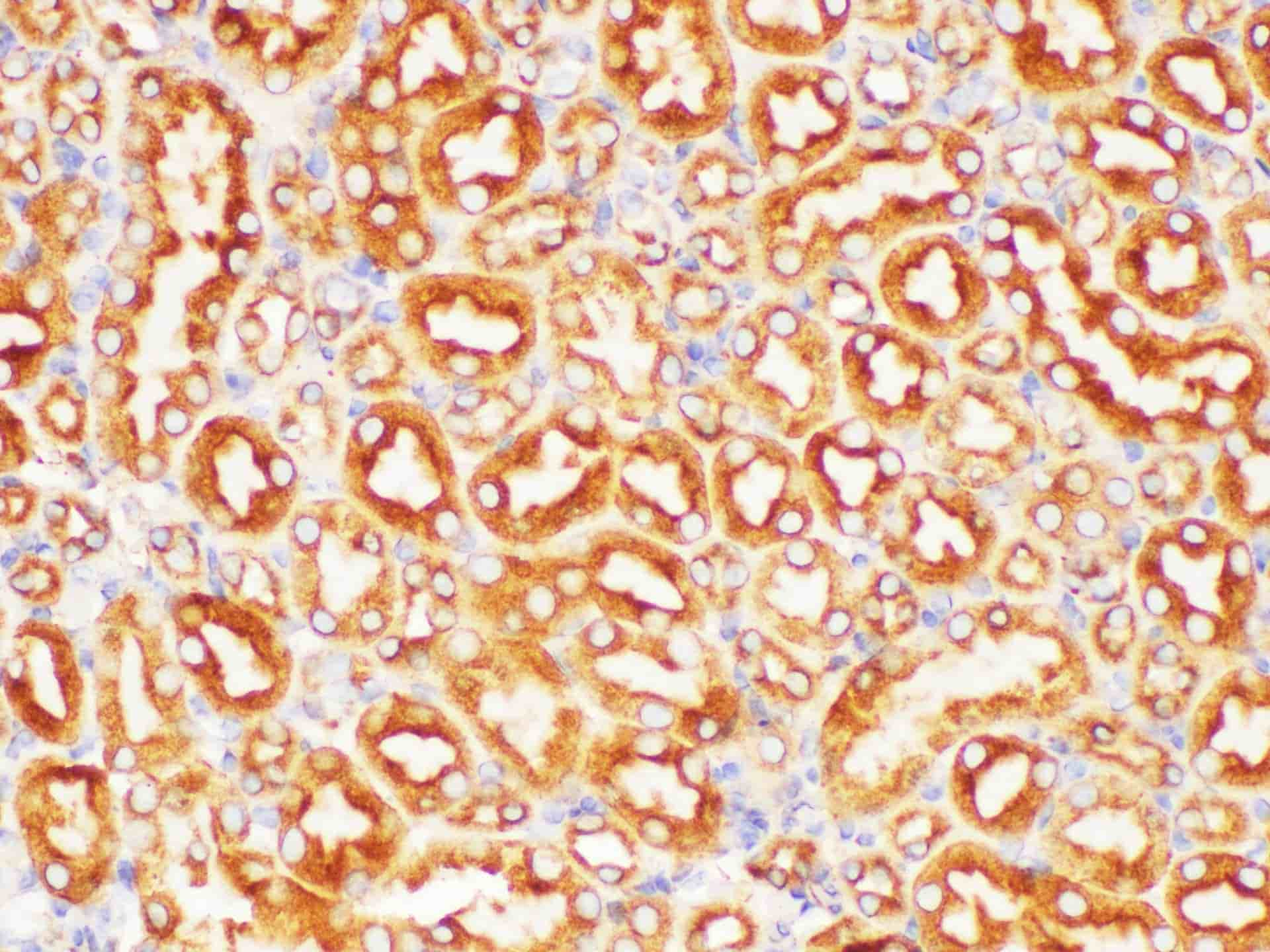 Immunohistochemistry of paraffin-embedded Mouse kidney using PSMA Polycloanl Antibody at dilution of 1:200