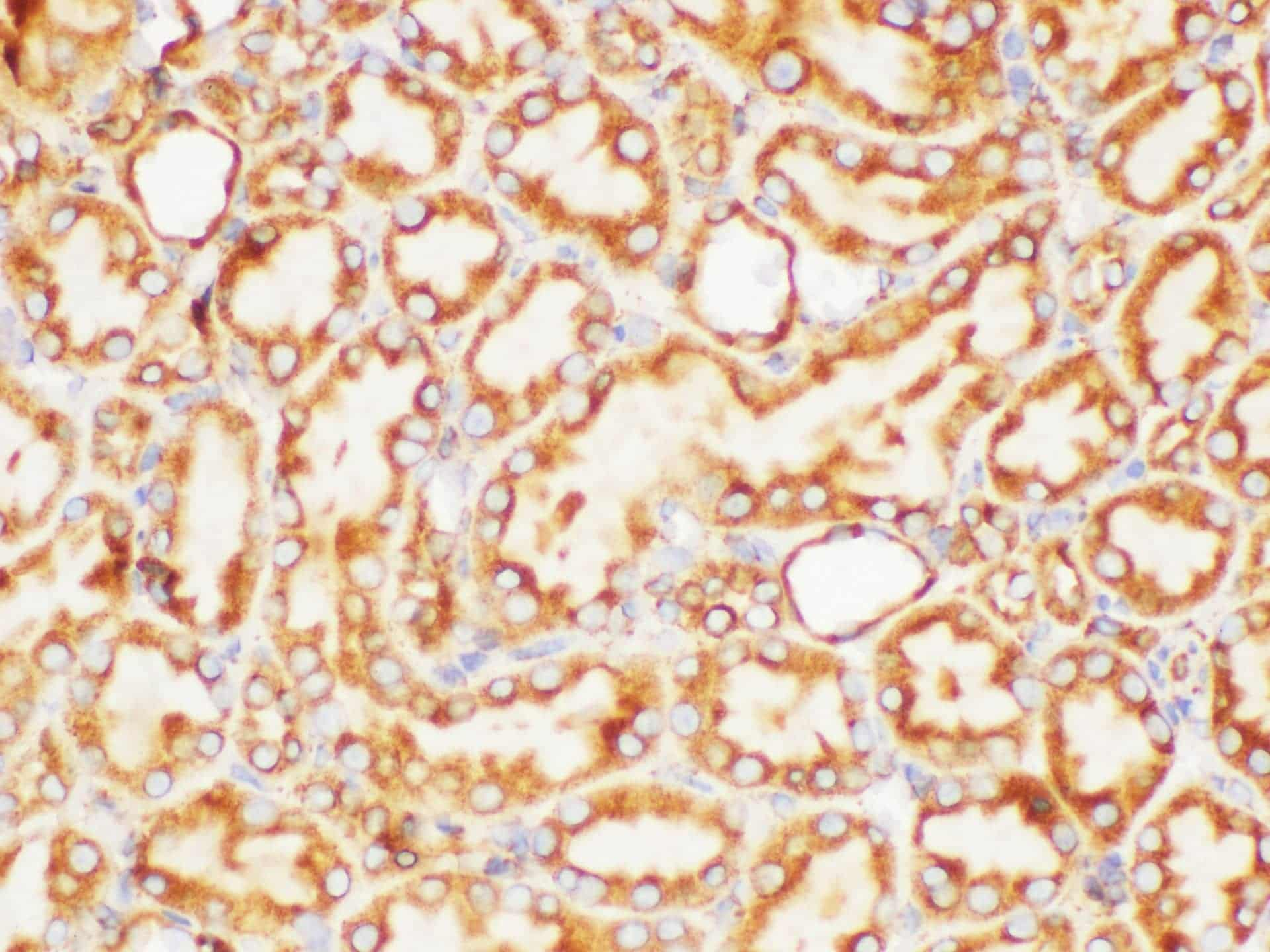 Immunohistochemistry of paraffin-embedded Rat kidney using PSMA Polycloanl Antibody at dilution of 1:200