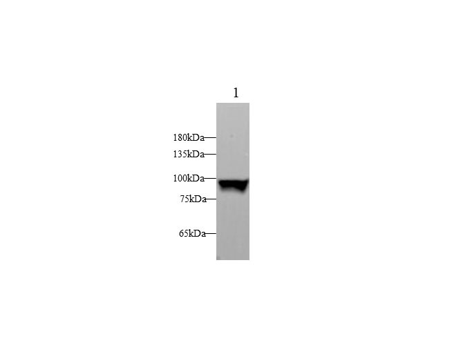 Western blot with STAT1 Polyclonal antibody at dilution of 1:1000.lane 1:Mouse lung