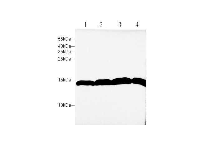 Western blot with H3C1 Polyclonal antibody at dilution of 1:1000.lane 1:C6 whole cell lysate,lane 2:NIH/3T3 whole cell lysate,lane 3:Jurkat whole cell lysate,lane 4:Hela whole cell lysate.