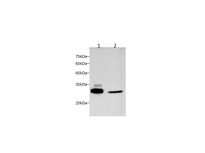 Western blot with MYD88 Polyclonal antibody at dilution of 1:1000.lane 1:Raw264.7 whole cell lysate,lane 2:Mouse lung,lane 3:Rat lung
