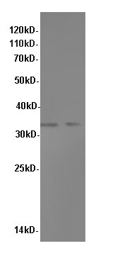 Western blot with MYD88 Polyclonal antibody at dilution of 1:600.lane 1:HepG2 whole cell lysate,lane 2:K562 whole cell lysate