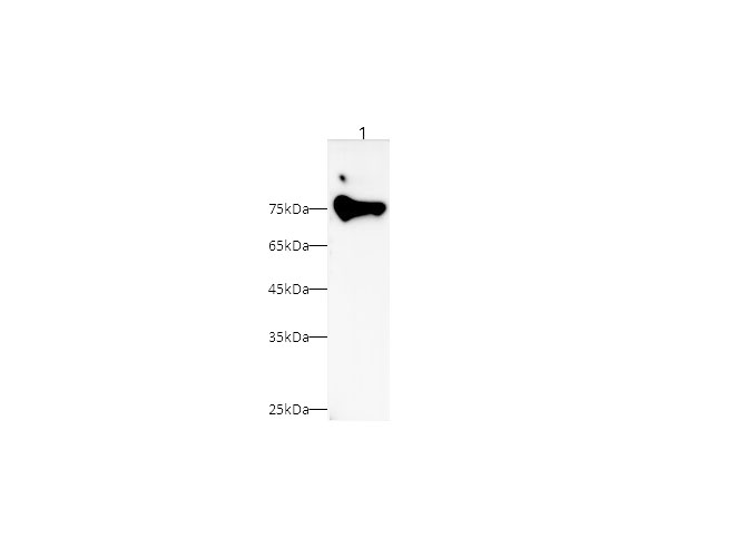 Western blot with RELB Polyclonal Antibody at dilution of 1:1000.lane 1:NIH/3T3 whole cell lysate