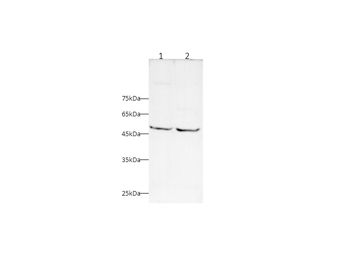 Western blot with TRAF5 Polyclonal Antibody at dilution of 1:500.lane 1:Jurkat whole cell lysate,lane 2:Hela whole cell lysate