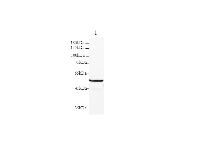 Western blot with PKM2 Polyclonal Antibody at dilution of 1:1000.lane 1:JurKat whole cell lysate