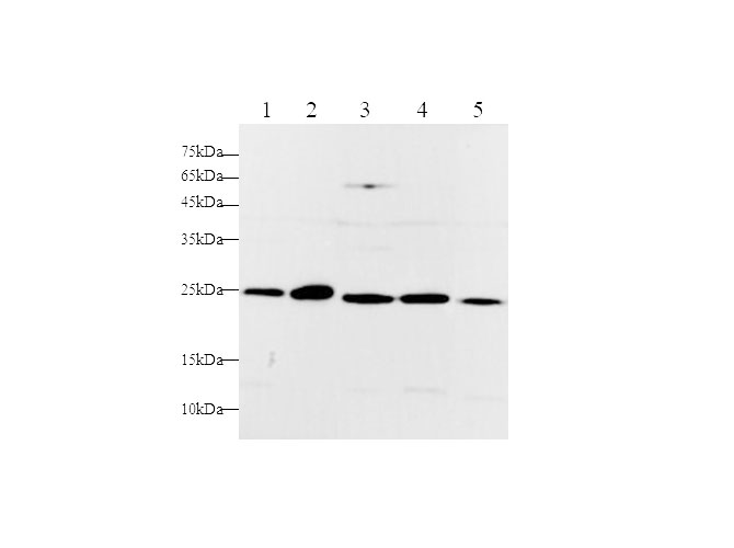 Western blot with RAN Polyclonal Antibody at dilution of 1:1000.lane 1:Hela whole cell lysate,lane 2:NIH/3T3 whole cell lysate,lane 3:HepG2 whole cell lysate,lane 4:Jurkat whole cell lysate,lane 5:PC-12 whole cell lysate