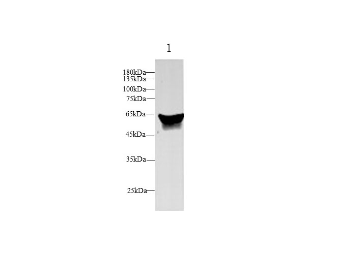 Western blot with SERPINA6 Polyclonal antibody at dilution of 1:500.lane 1:Human plasma