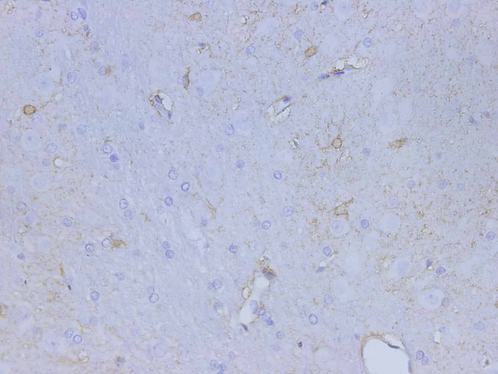 Immunohistochemistry of paraffin-embedded Rat brain using S100B Polyclonal Antibody at dilution of 1:4700
