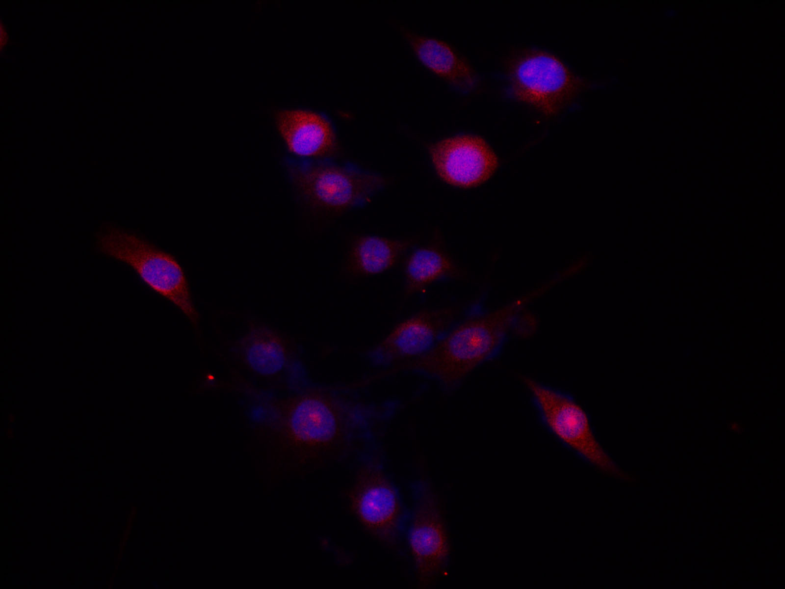 Immunofluorescence analysis of C6 cells using GSTM1 Polyclonal Antibody at dilution of 1:200