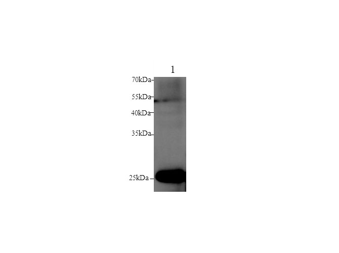 Western blot with GSTM1 Polyclonal antibody at dilution of 1:1000.lane 1:Rat heart