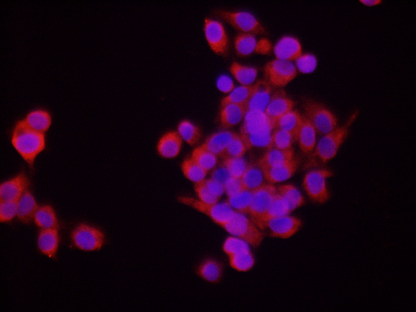 Immunofluorescence analysis of HepG2 cells using SEPP1 Polyclonal Antibody at dilution of 1:200