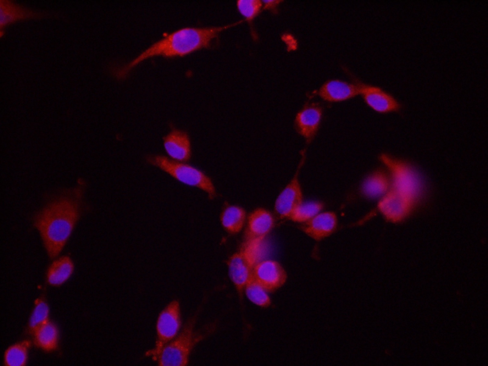 Immunofluorescence analysis of C6 cells using SEPP1 Polyclonal Antibody at dilution of 1:200