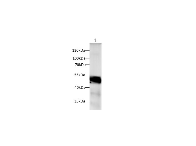 Western blot with SEPP1 Polyclonal antibody at dilution of 1:1000.lane 1:human serum