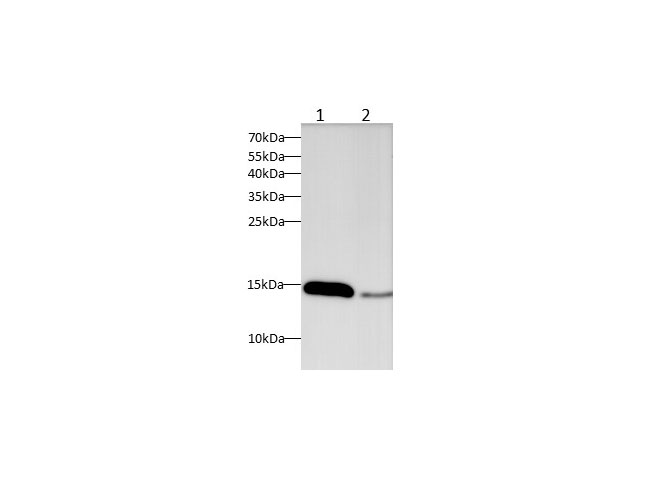 Western blot with IFABP Polyclonal antibody at dilution of 1:1000.lane 1:Mouse small intestine,lane 2:Rat small intestine