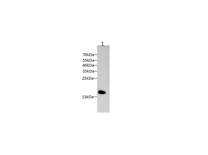 Western blot with CDNF Polyclonal antibody at dilution of 1:1000.lane 1:Rat skeletal muscle
