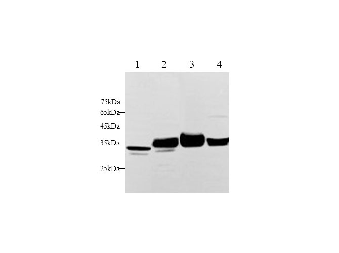 Western blot with GDF-8 Polyclonal antibody at dilution of 1:1000.lane 1:Hela whole cell lysate,lane 2:Mouse heart,lane 3:Rat heart,lane 4:Rat skeletal muscle