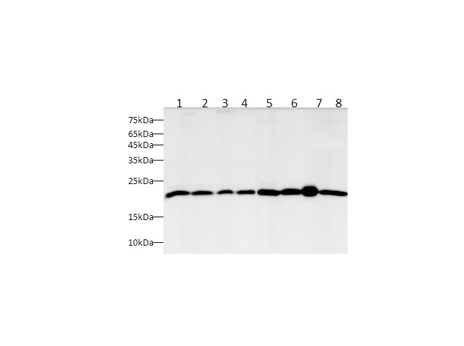 Western blot with BAX Polyclonal antibody at dilution of 1:1000.lane 1:MCF-7 whole cell lysate,lane 2:A549 whole cell lysate,lane 3:HepG2 whole cell lysate,lane 4:SH-SY5Y whole cell lysate,lane 5:C2C12 whole cell lysate,lane 6:NIH-3T3 whole cell lysate,lane 7:Raw264.7 whole cell lysate,lane 8:C6 whole cell lysate