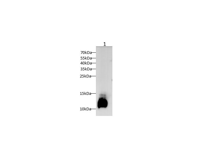 Western blot with C3 Polyclonal antibody at dilution of 1:1000.lane 1: Mouse serum