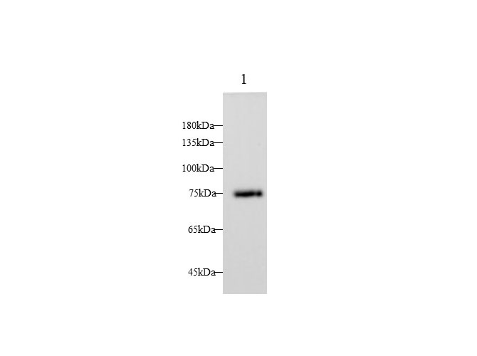 Western blot with LTF Polyclonal antibody at dilution of 1:1000.lane 1: Mouse spleen