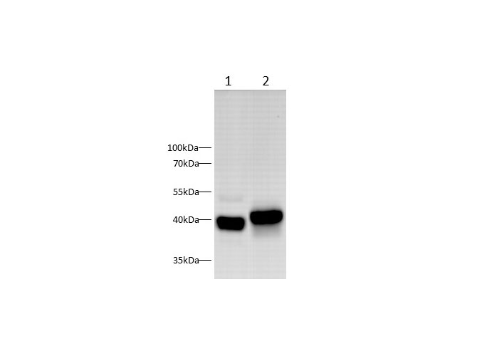 Western blot with RAGE Polyclonal antibody at dilution of 1:1000.lane 1:Mouse lung,lane 2:Rat lung