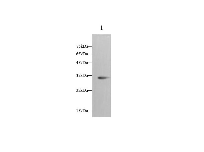 Western blot with ApoE Polyclonal antibody at dilution of 1:500.lane 1:Rat brain