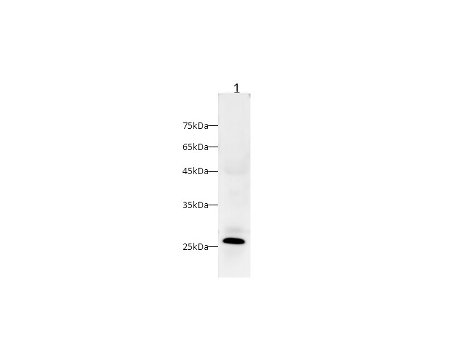 Western blot with CRP Polyclonal antibody at dilution of 1:1000.lane 1:Mouse serum